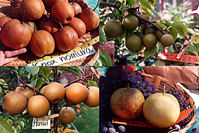 Asian pears: Knox Nomura,20th Century,Hosui,Korean Giant